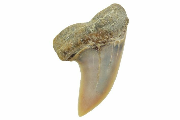 Fossil Shark Tooth (Carcharodon planus) - Bakersfield, CA #363965